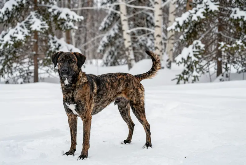 treeing tennessee brindle, photo 4