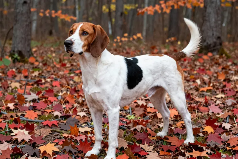 treeing walker coonhound