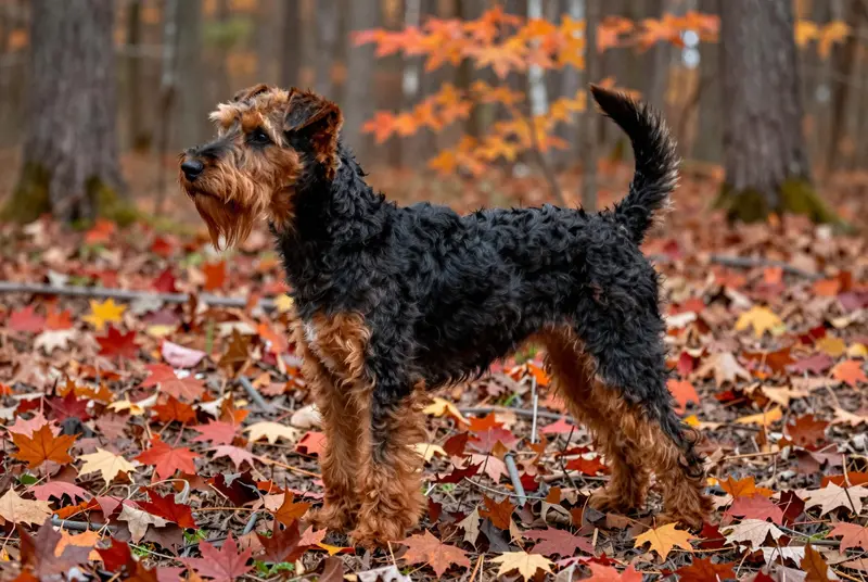 welsh terrier, photo 3