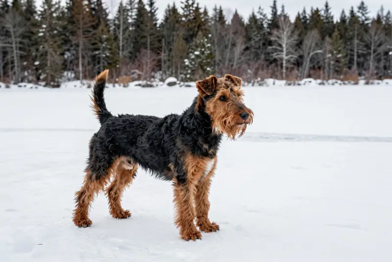 welsh terrier, photo 4