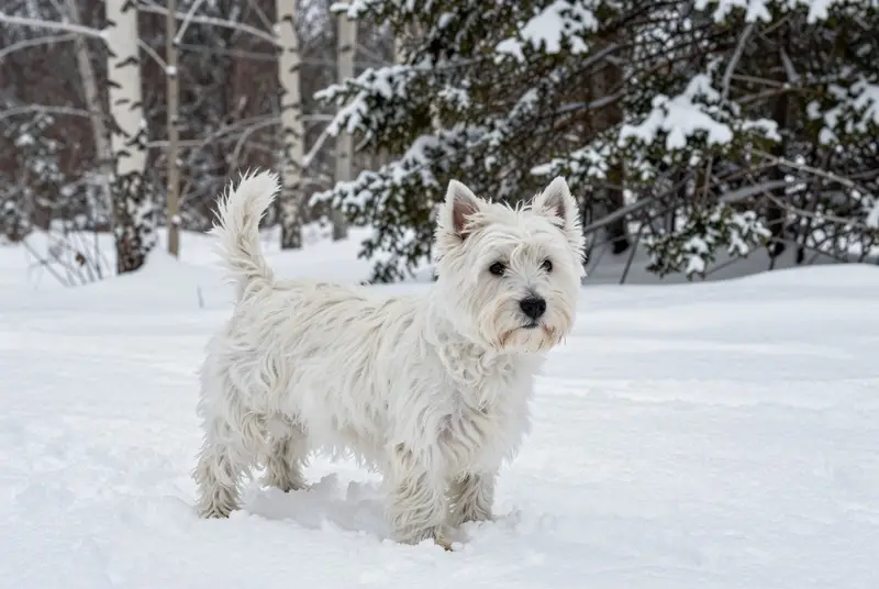 westie, photo 4