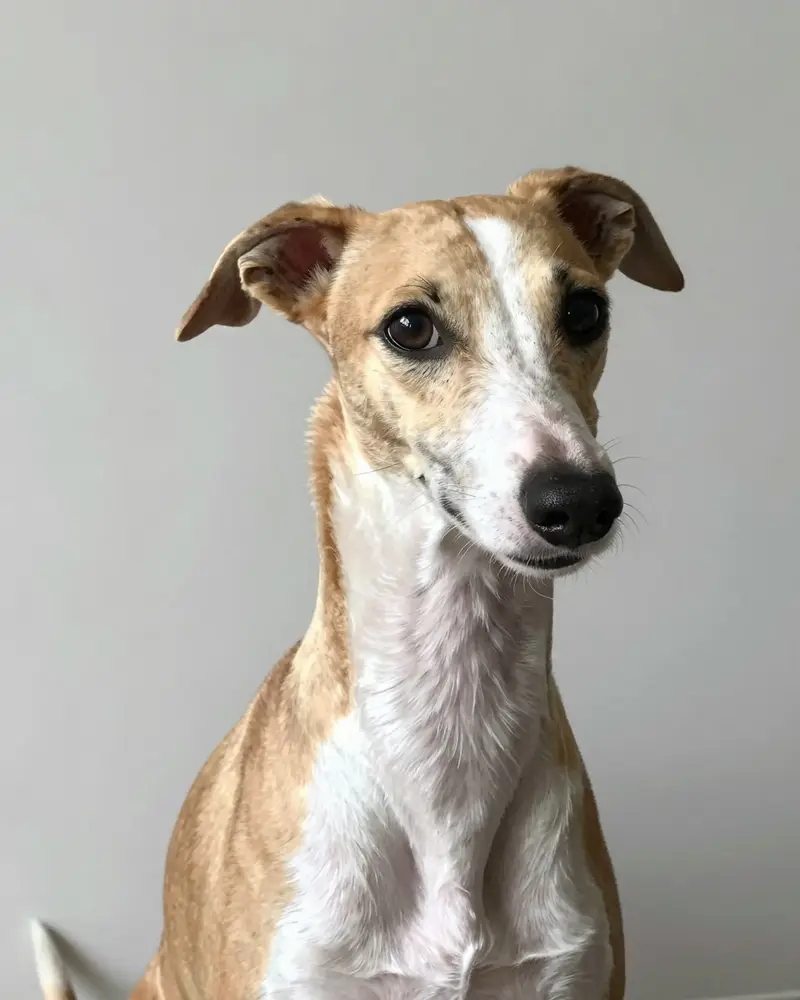 whippet, photo 2