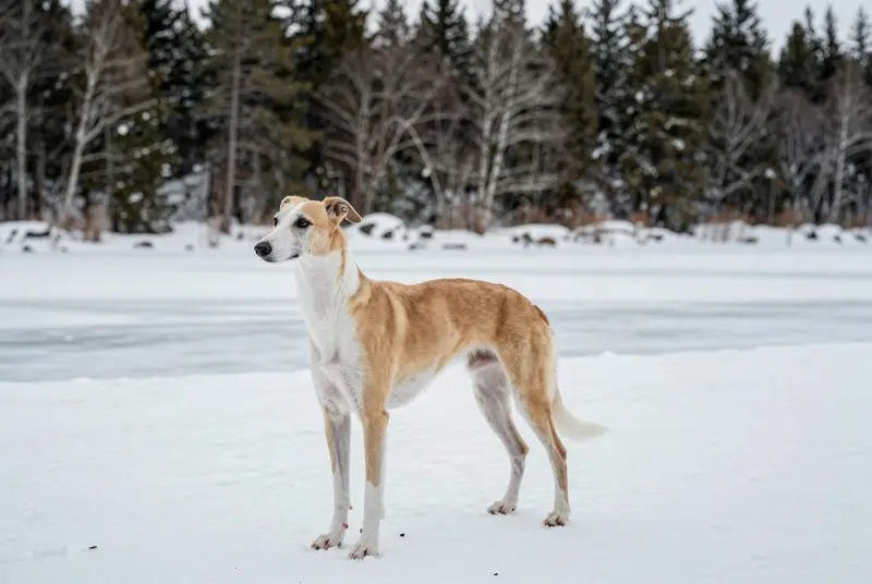 whippet, photo 4