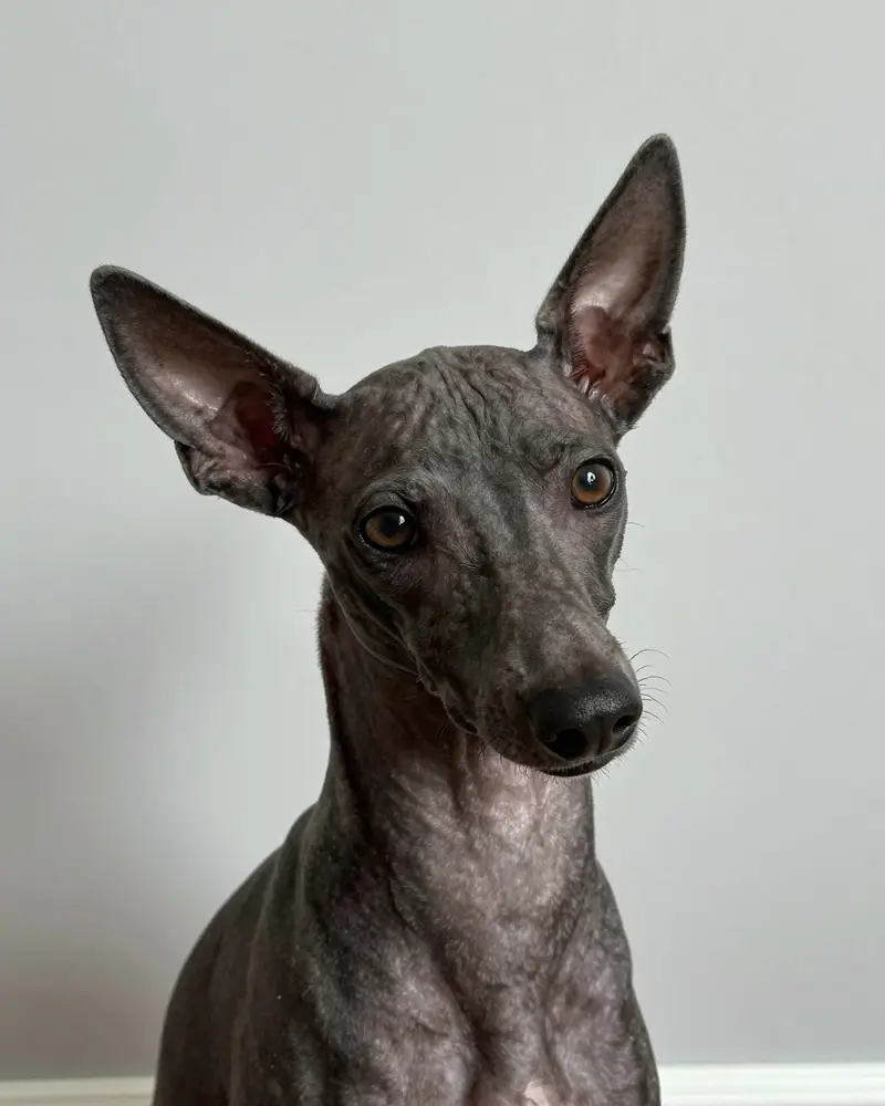 xoloitzcuintle, photo 2