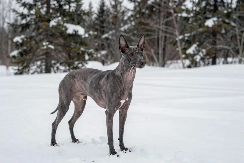 xoloitzcuintle, photo 4